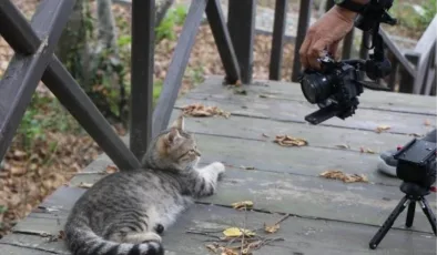 Tayland Devlet Televizyonu Samsun’daki ‘Kedi Kasabası’nda belgesel çekiyor