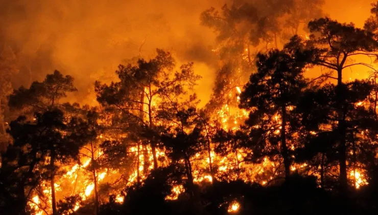 Cumhuriyet Tarihinin En Büyük Yangınının İzleri Silinmedi, Profesör Tepki Gösterdi: “20 Yıl Sonra Yanacak Ormanlar Kuruyoruz!”