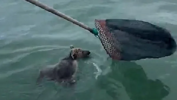 Giresunl’da denizde mahsur kalan yavru ayıyı balıkçılar kurtardı