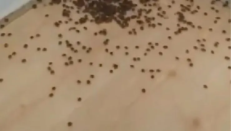 Kahverengi Kokarca Böceği Fındık Üretimini Tehdit Ediyor