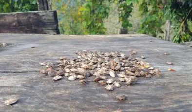 Karadeniz’de ‘istilacı böcek’ alarmı: Bir çifti 14 bin yumurta bırakıyor!
