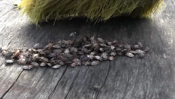 Karadeniz’de “istilacı böcek” kabusu | 14 bin yumurta bırakıyor