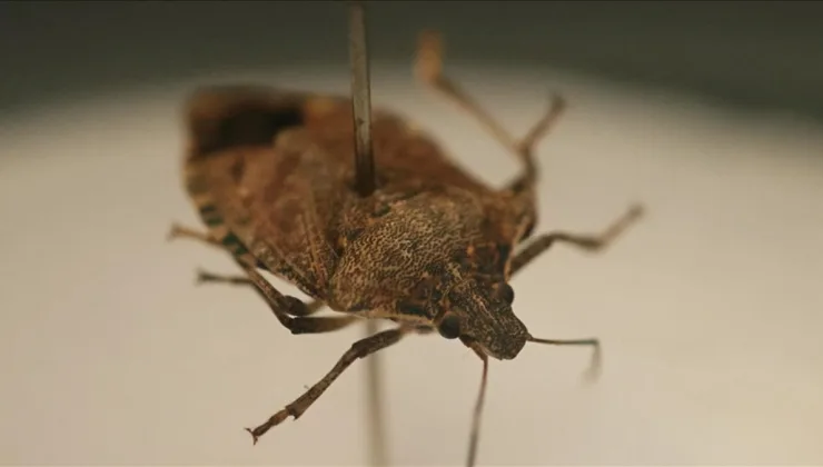 Karadeniz’de tarımın yeni belası: Kahverengi kokarca böceği