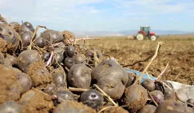 Mor Patates Üretimi Anadolu’da Yaygınlaşıyor