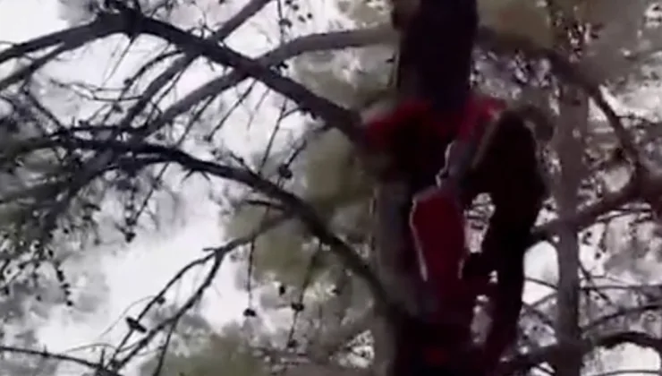 Muğla’da yamaç paraşütü ile ağaçta mahsur kalan kazazede kurtarıldı