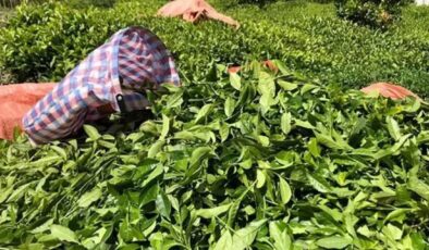 2024 yılı için hükümete çağrı: Yaş çay taban fiyatı 25 TL olmalı