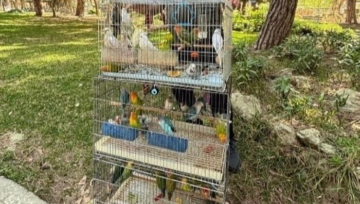 Antalya’da kaçak hayvan operasyonu: 41 papağan ele geçirildi