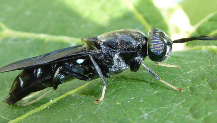 Bakanlık düğümeye bastı: Böcek larvalarından üretilecek