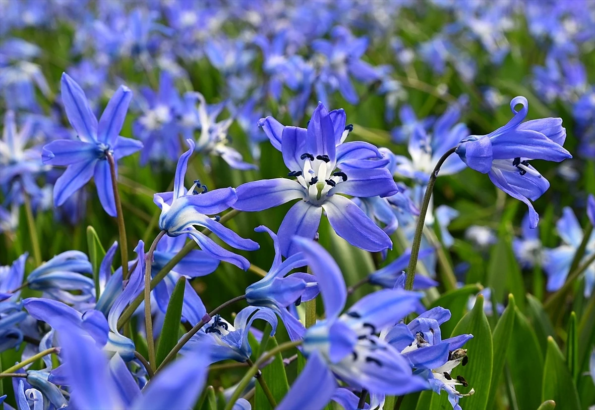 Doğu Karadeniz Yaylalarında Mavi Yıldız Çiçekleri Açmaya Başladı