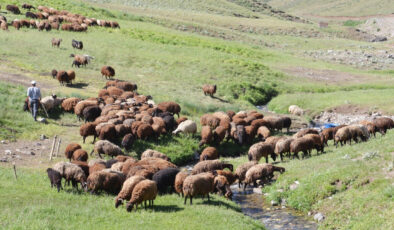 Erzurum’da hayvancılık geriliyor: 3. sıraya düştü