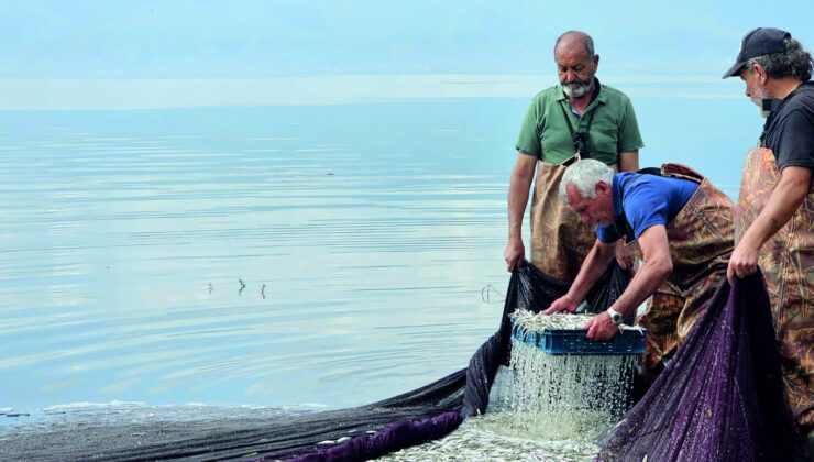 İznik Gölü’nün gümüş balıkları cips yapılarak ihraç ediliyor