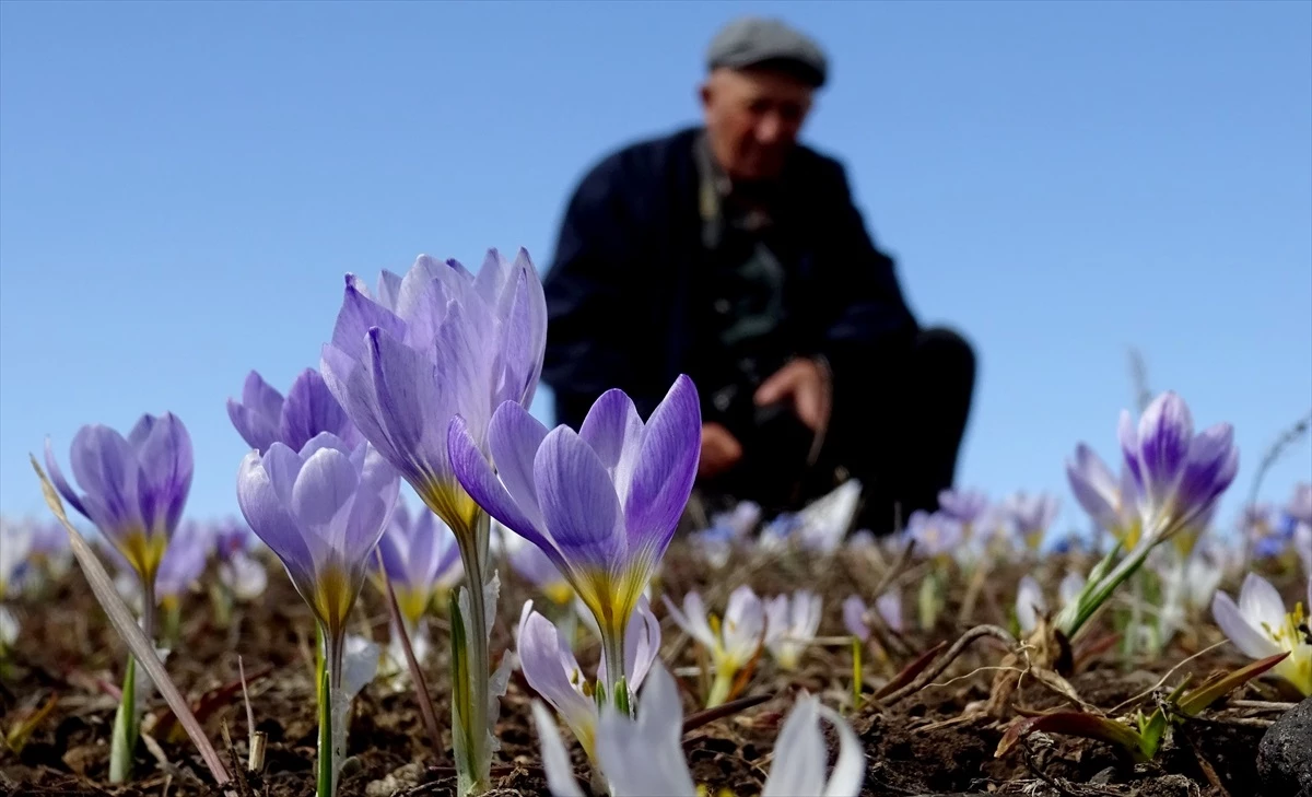 Kars’ın Sarıkamış ilçesinde baharın müjdecisi çiçekler açtı