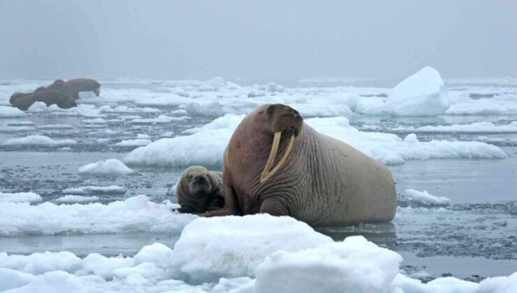 Kuzey Kutbu’nda kuş gribinden ölen ilk deniz aygırı vakası bildirildi