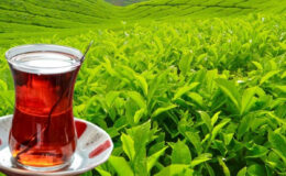 Rize’nin 3 aylık çay ihracatı yüzde 72 arttı