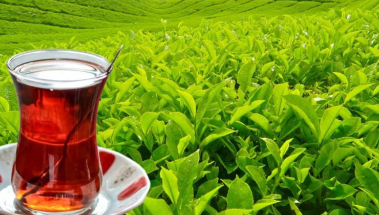 Rize’nin 3 aylık çay ihracatı yüzde 72 arttı