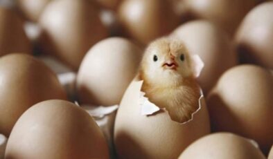 Yumurta ve tavuk eti üretimi azaldı