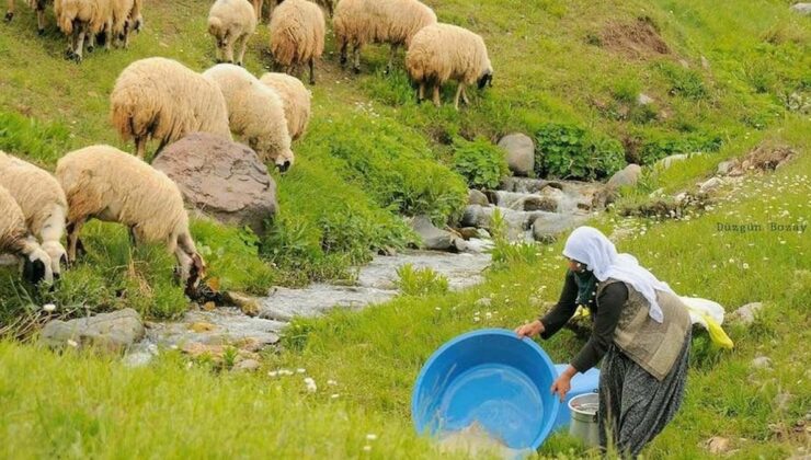 100 bin lira maaşla çalıştıracak çoban bulamıyorlar