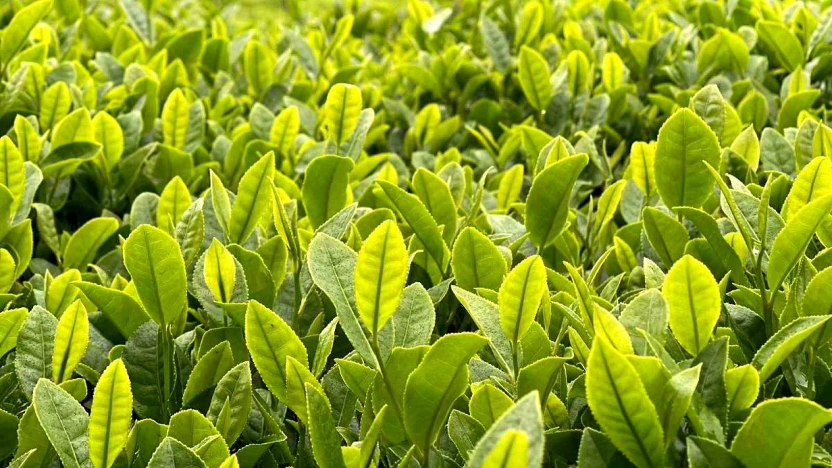 Çay Üreticileri, 1. Sürgün Yaş Çay Kampanyasının Açılmasını Bekliyor