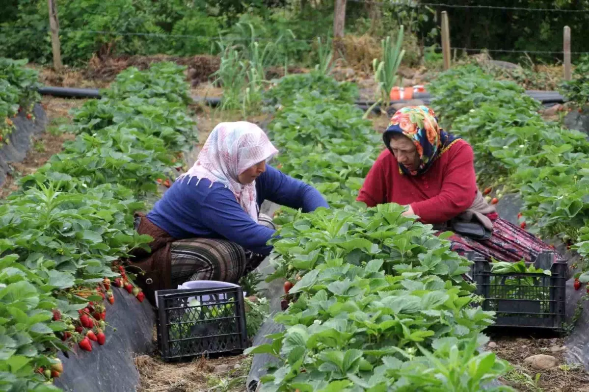 Ordu’da Kadınlar Çilek Hasadıyla Aile Ekonomilerine Katkı Sağlıyor
